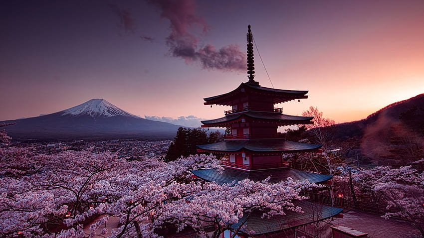 Japan Cherry Blossom, pohon sakura jepang Wallpaper HD