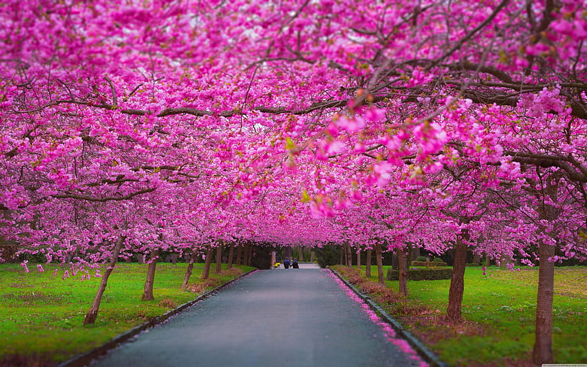 Romantic Spring ❤ for Ultra TV • Wide HD wallpaper
