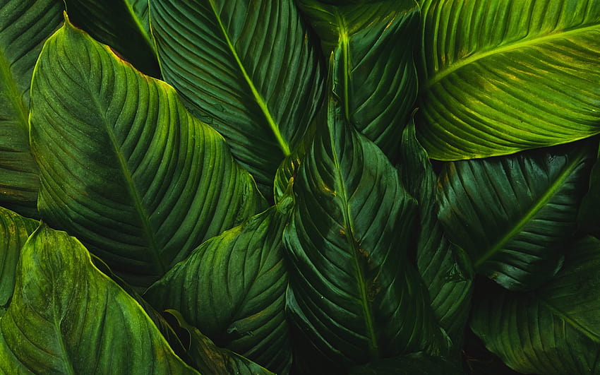 100 Best Jungle Mac, macbook green HD wallpaper