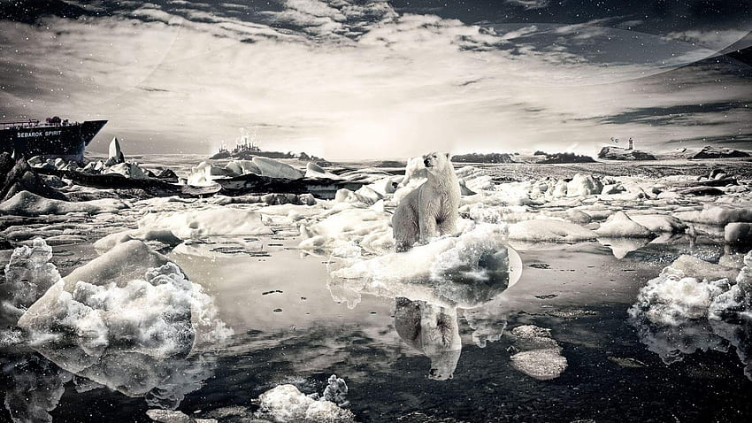Bears: Warming Bear Ice Melt Global Polar Survival Bears, global warming HD wallpaper