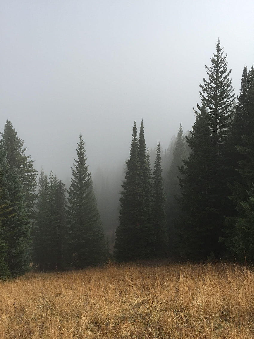 green pine trees below a cloudy sky, green pine tree forest HD phone wallpaper