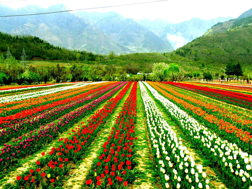 Taman Tulip Memorial Indira Gandhi, Srinagar Kashmir pada tahun 2020, taman tulip indira gandhi Wallpaper HD