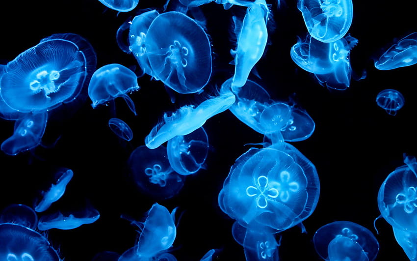 Moon Jellyfish, glowing jellyfish HD wallpaper