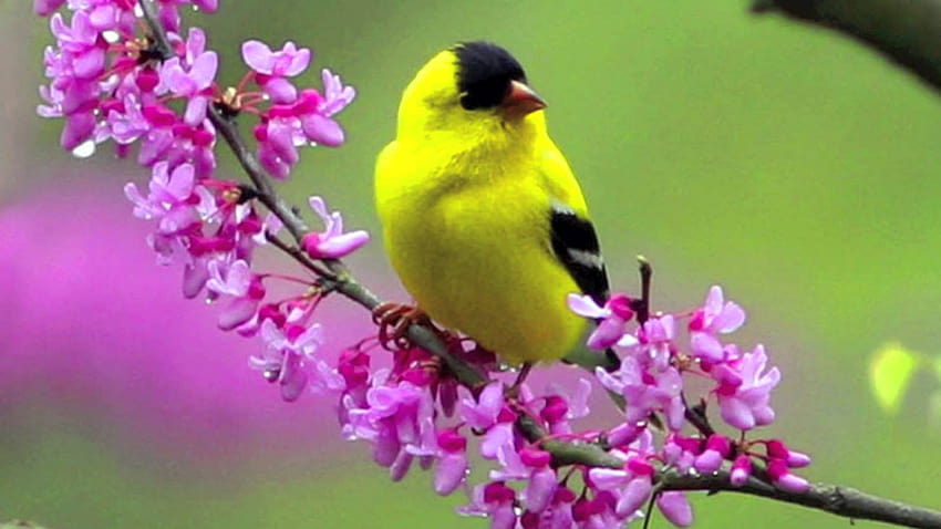 4 Birds and Flowers, flowers ands birds HD wallpaper
