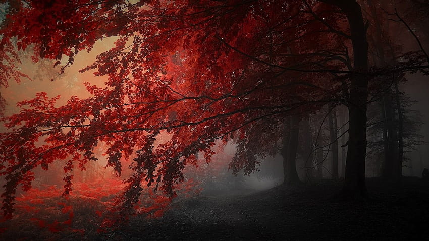 森の中の赤い秋の木々 暗い 美的, 美的 pc フォレスト 高画質の壁紙