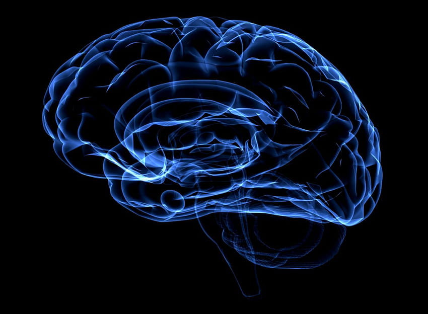 cérebro 3D, cérebro humano papel de parede HD