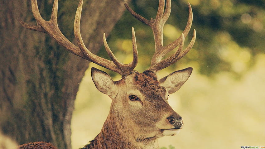 17 with wildlife deer big buck 5760x4209 0, big deer HD wallpaper