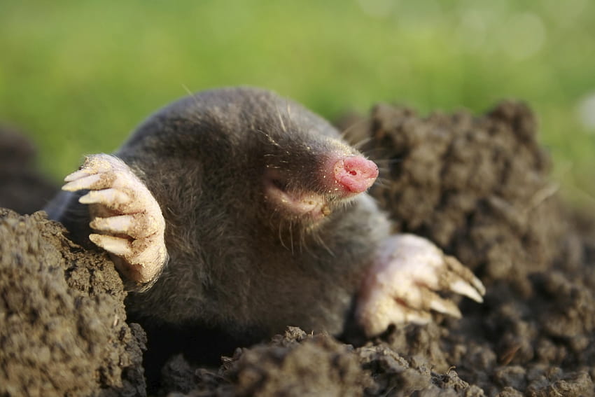 3888x2592px Mole 4990.71 KB, mole animal HD wallpaper | Pxfuel