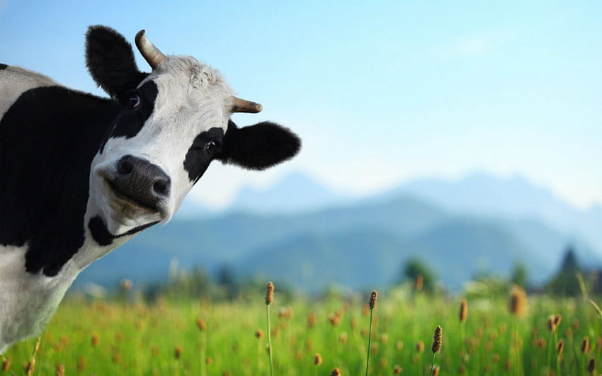 fat cows HD wallpaper