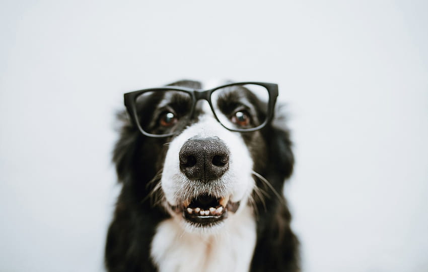 犬, 羊毛, メガネ , セクション собаки, メガネをかけた犬 高画質の壁紙