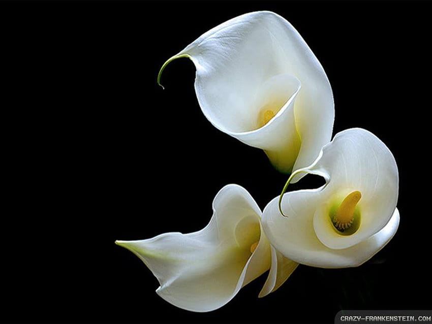 Calla Lilies, calla lily with rain drops HD wallpaper