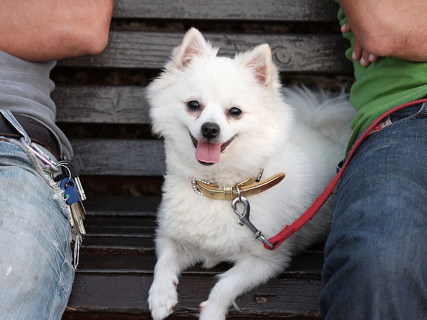 standard german spitz