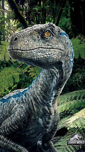 Jurassic Park Velociraptor Wallpapers  Top Free Jurassic Park Velociraptor  Backgrounds  WallpaperAccess