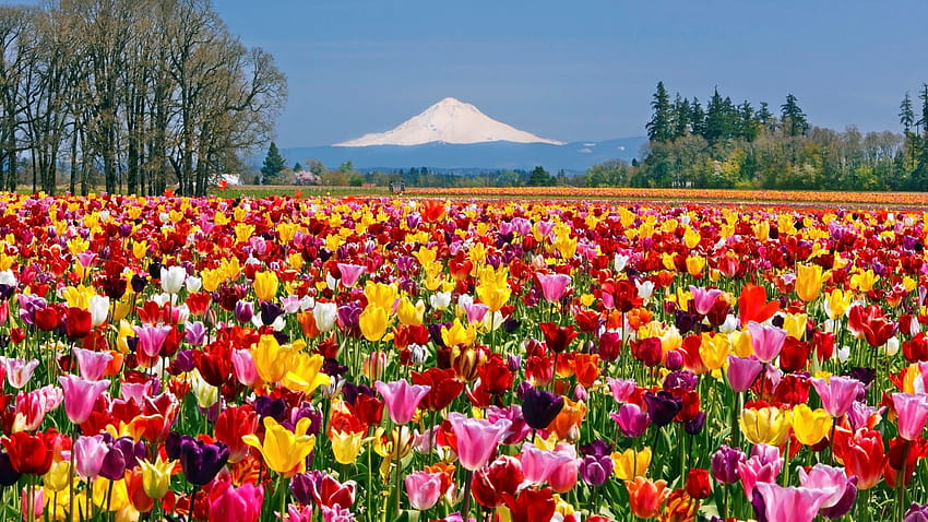 Tulip Field Drewniany but Farma tulipanów Woodburn Oregon Tapeta HD