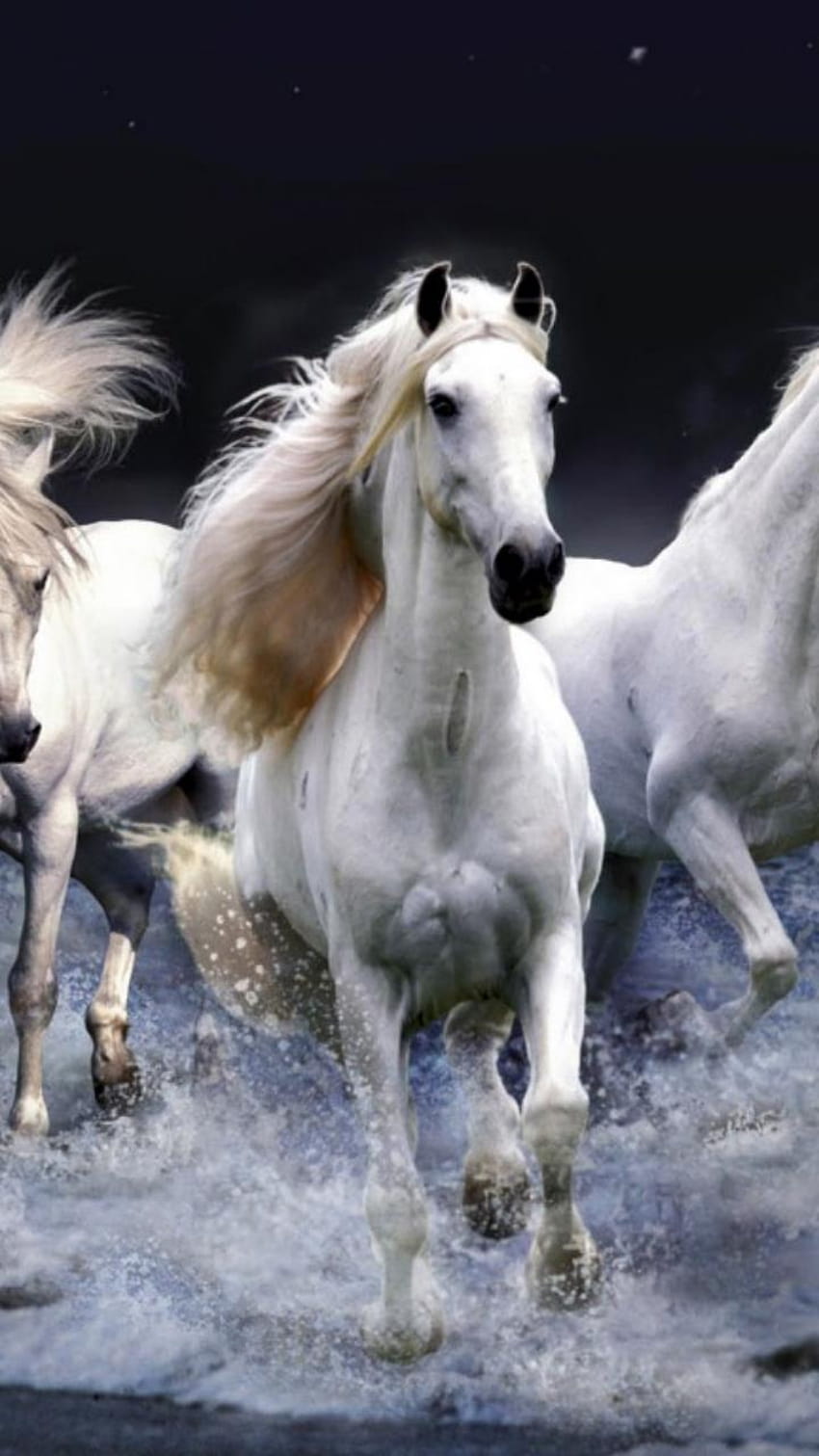 white horses running ...pakpublishers, running horse phone HD電話の壁紙