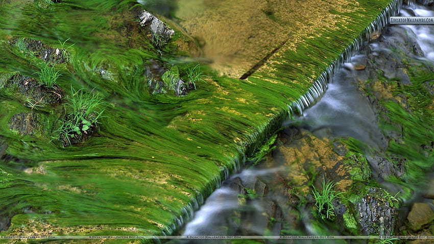 Algae Patterns in Harts Run, Greenbrier State Forest, West, virginia state HD wallpaper