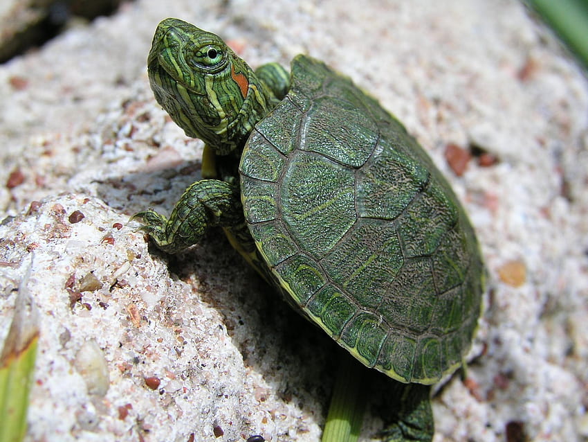 Cute Green Baby Turtle Sea Animal, tartarughe di San Valentino Sfondo HD