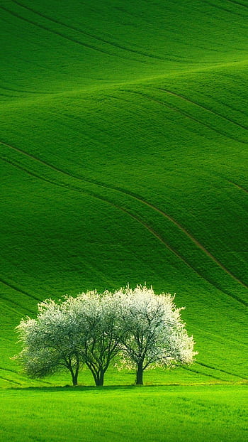 Solitary Tree in Green Field - Mobile Wallpaper