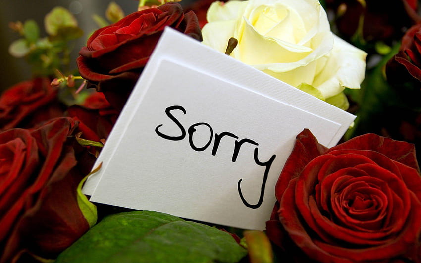 Cute Apology Messages to a Lover with Sorry HD wallpaper