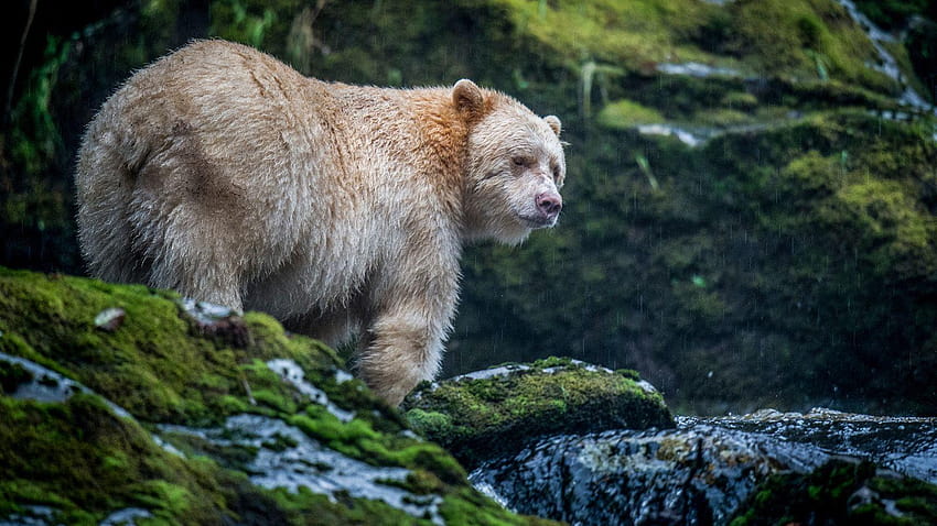 Wann ist ein Schwarzbär eigentlich ein Blaubär? – Cool Green Science, Kermode-Bär HD-Hintergrundbild