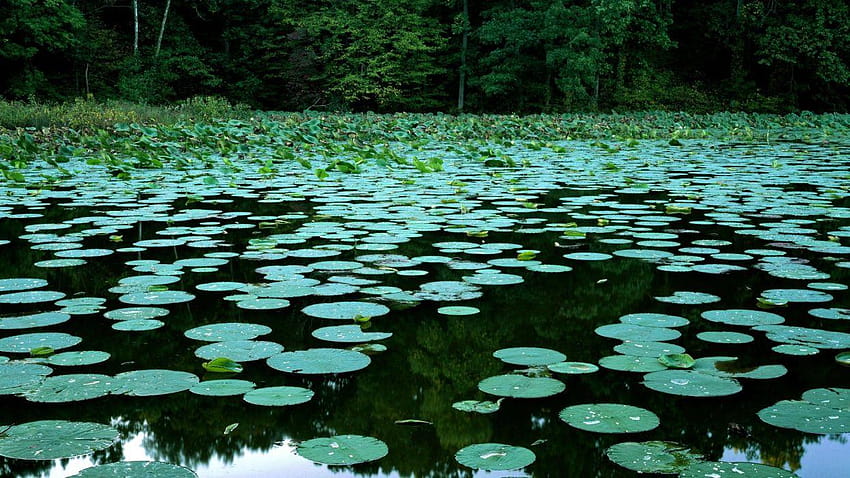 Lakes lily pads Илинойс HD тапет