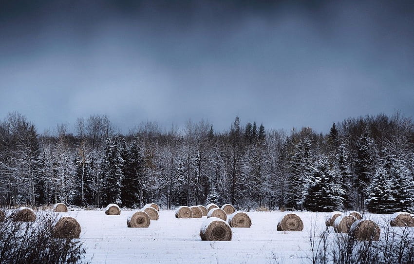 winter, snow, countryside, farm, cloudy, hay, bales, woodland , section пейзажи, farm animals winter HD wallpaper