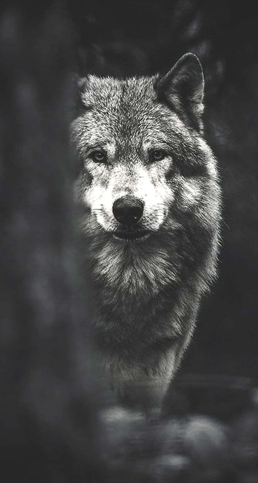 Iphone Wolf Black And White、クールな白黒オオカミ HD電話の壁紙