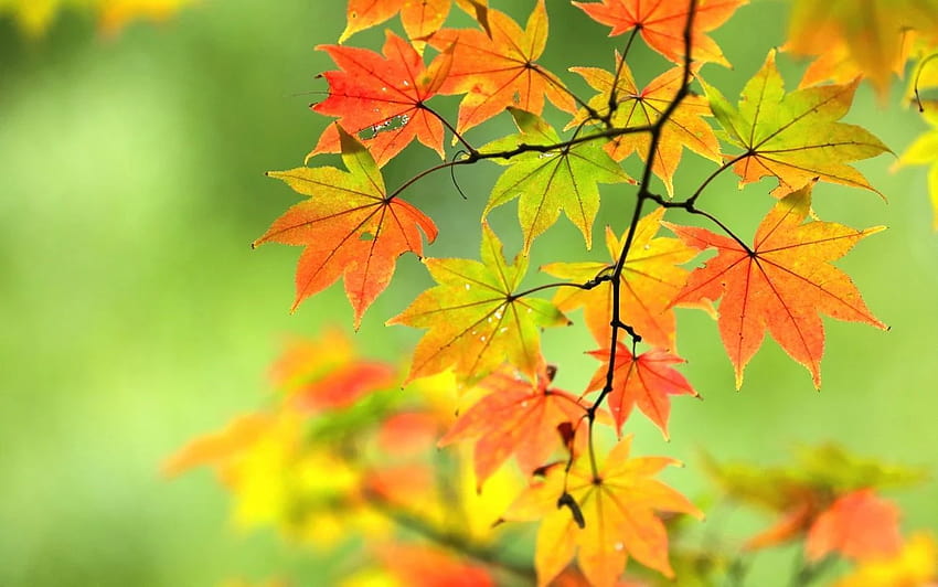 Nature Autumn Maple Branch Leaves Hips High Quality in 10K resolu…, ultra ilustrasi musim gugur yang indah Wallpaper HD