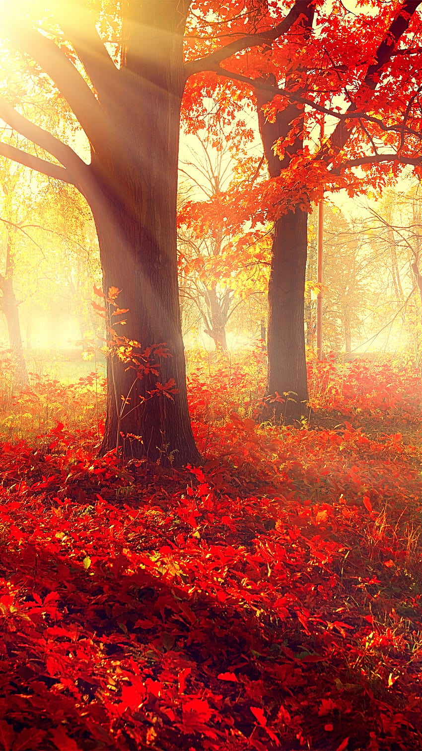 taman, musim gugur, indah, daun, pohon, Alam, vertikal musim gugur wallpaper ponsel HD