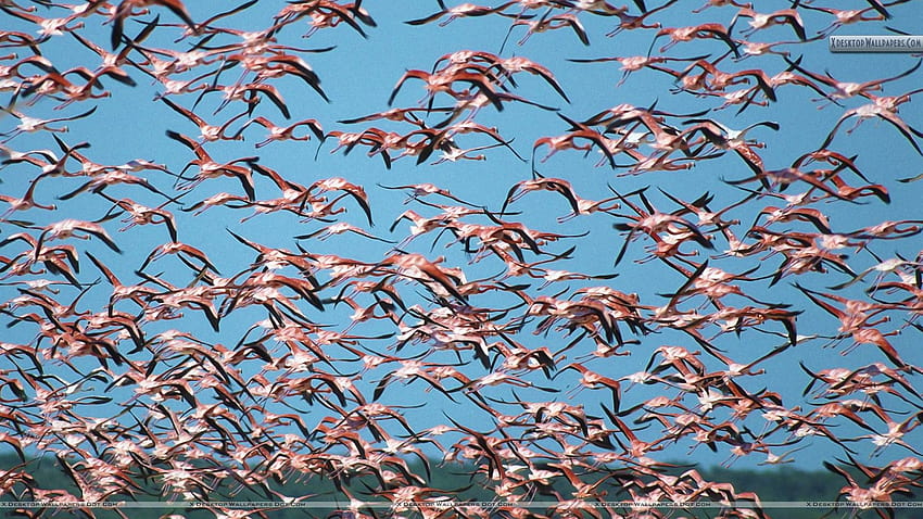 Flock of Greater Flamingos, Ria Celestun Biosphere Reserve HD wallpaper