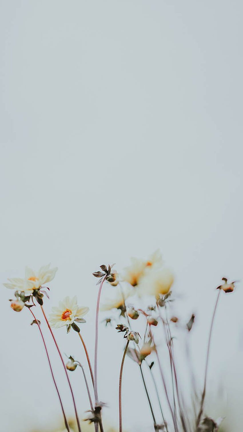 Take a Chill Pill with 10 Mindful iPhone, spring calming HD phone wallpaper