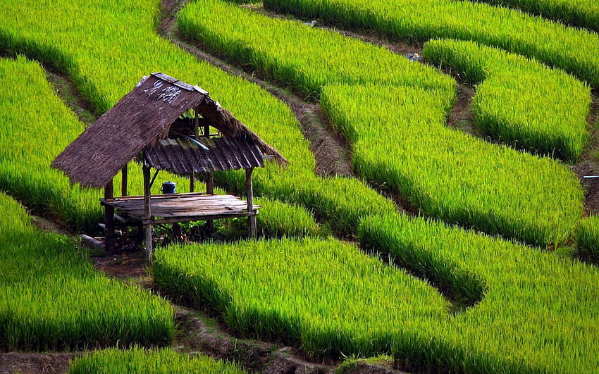 pola ryżowe Tapeta HD