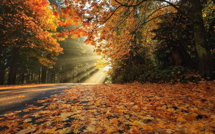есенен пейзаж, парк, жълти листа, есен, път, жълти дървета, гора с резолюция 1920x1200. Висококачествен, есенен пътен маршрут гора HD тапет