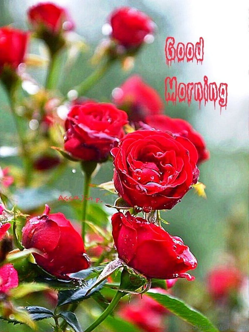 Good Morning With Amazing Red Rose, happy friday rose HD phone ...
