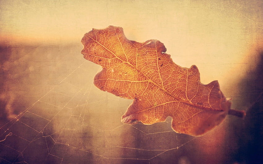 Daun Oak Di Jaring Laba-laba, musim gugur antik Wallpaper HD