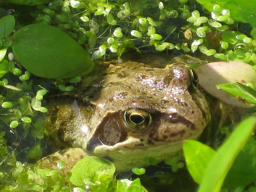 my garden frog green plants pond animals, frog garden HD wallpaper