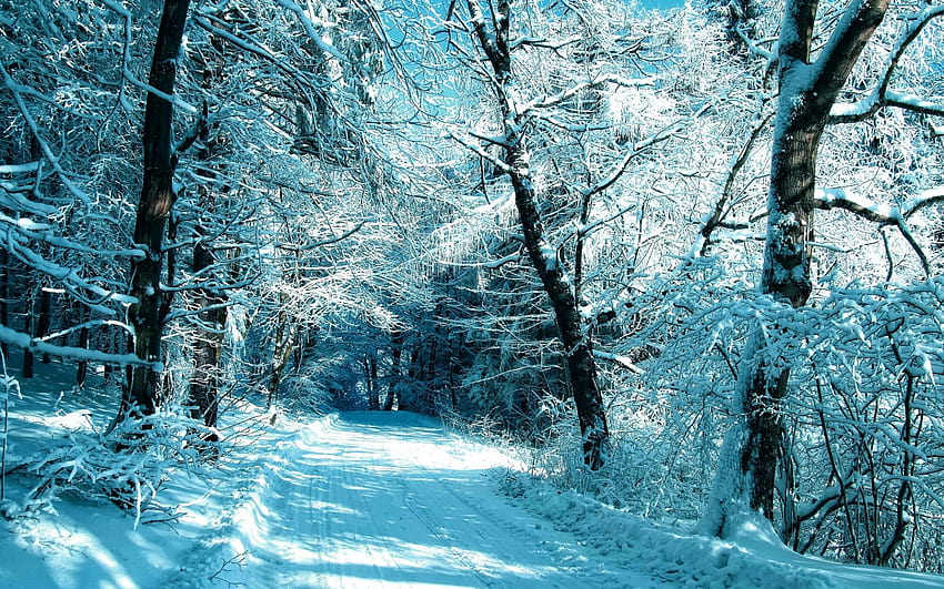 Frosty Trees Yolu ve Karı HD duvar kağıdı