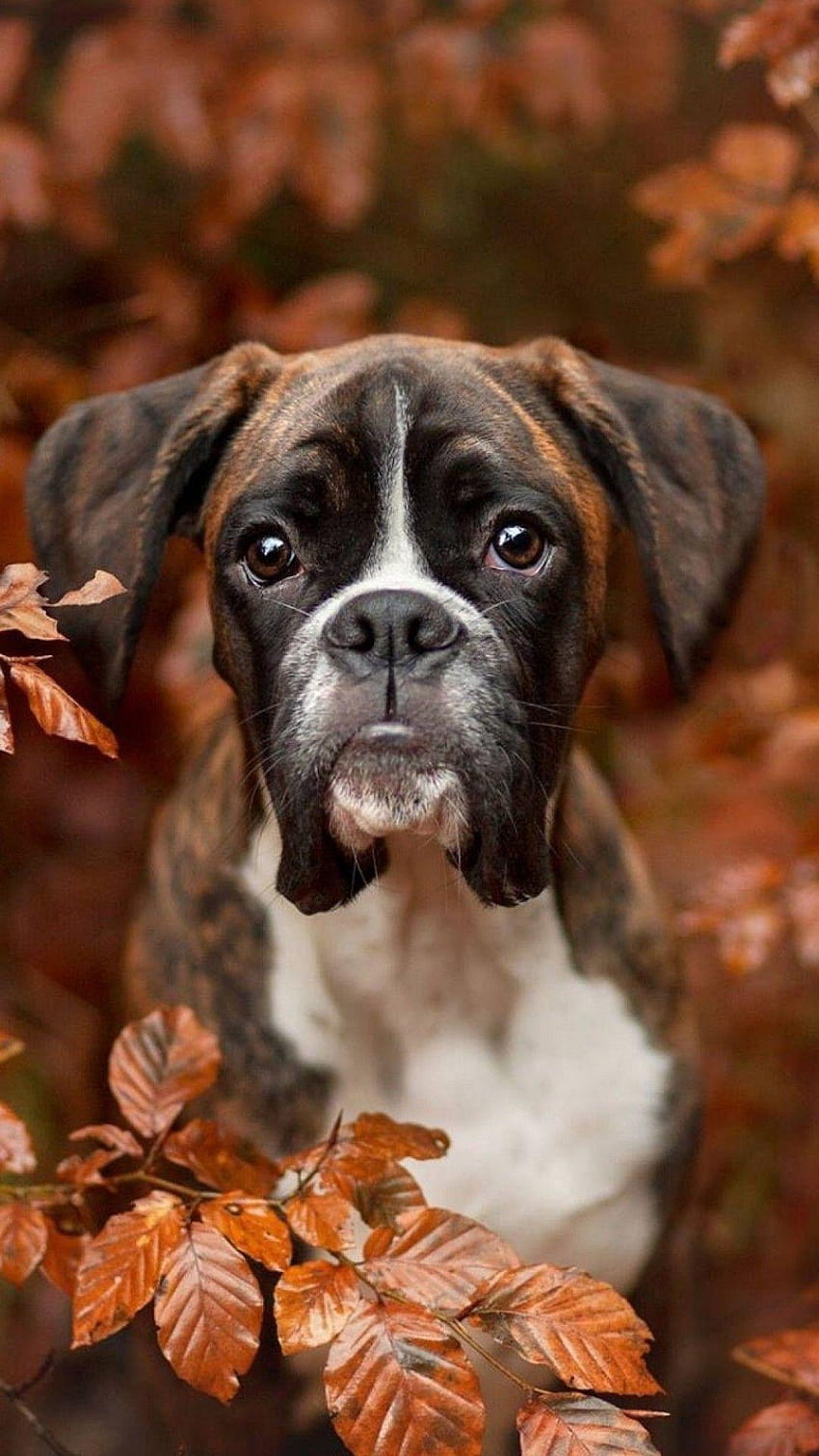 1080x1920 Boxer, Dogs, Autumn, graphy for, boxer dogs HD phone wallpaper