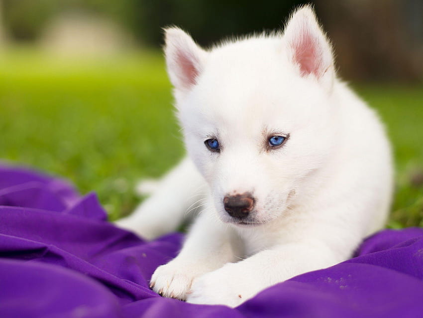 ลูกหมาเบบี้ฮัสกี้ตาสีฟ้าน่ารักจริงๆ วอลล์เปเปอร์ HD