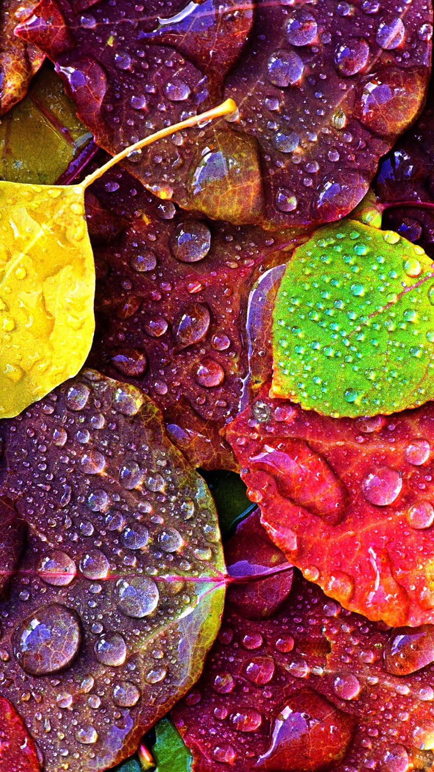 Best closeups iPhone 8, colourful falls HD phone wallpaper