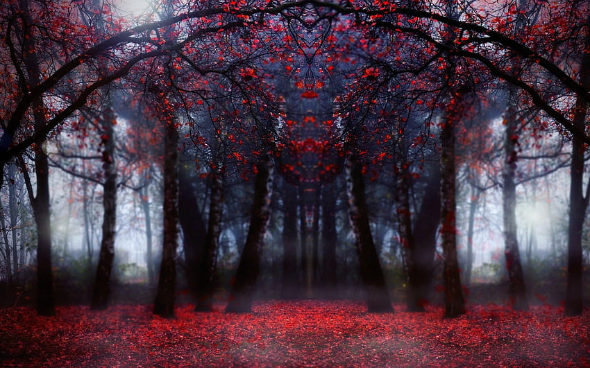 Red Forest, magical autumn HD wallpaper