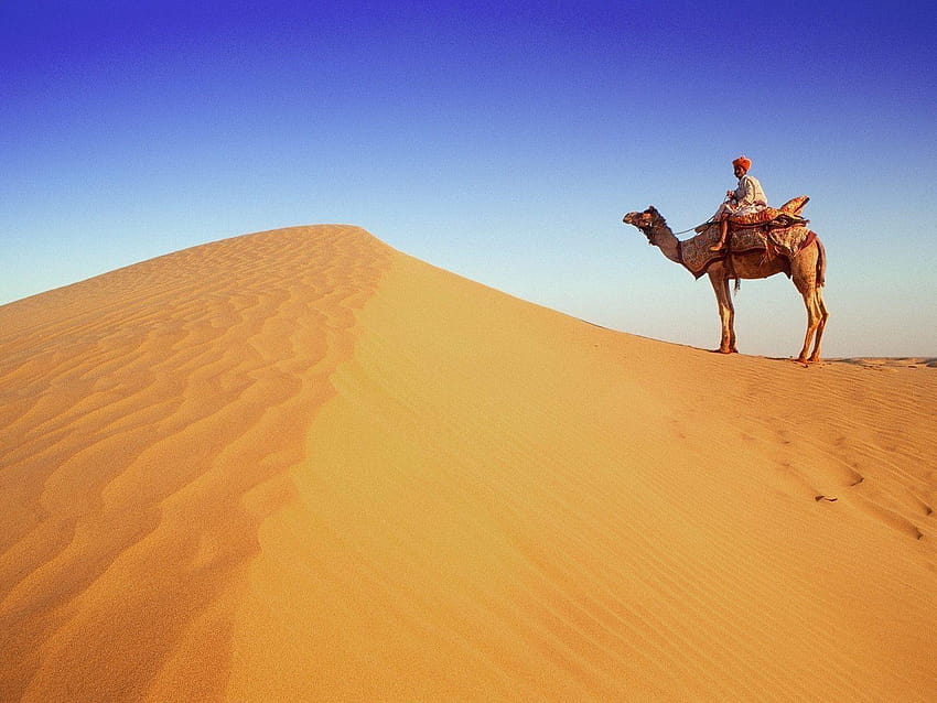 Ein Kamel aus Rajasthan in der Wüste HD-Hintergrundbild