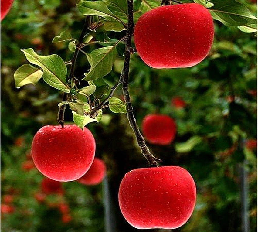 Red Apple Tree Wallpaper