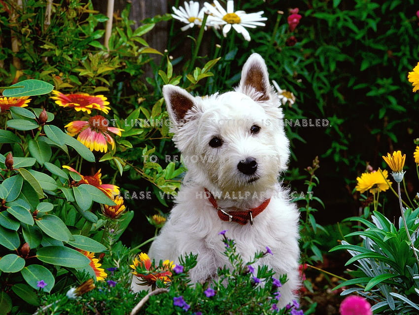 west highland white terrier HD wallpaper