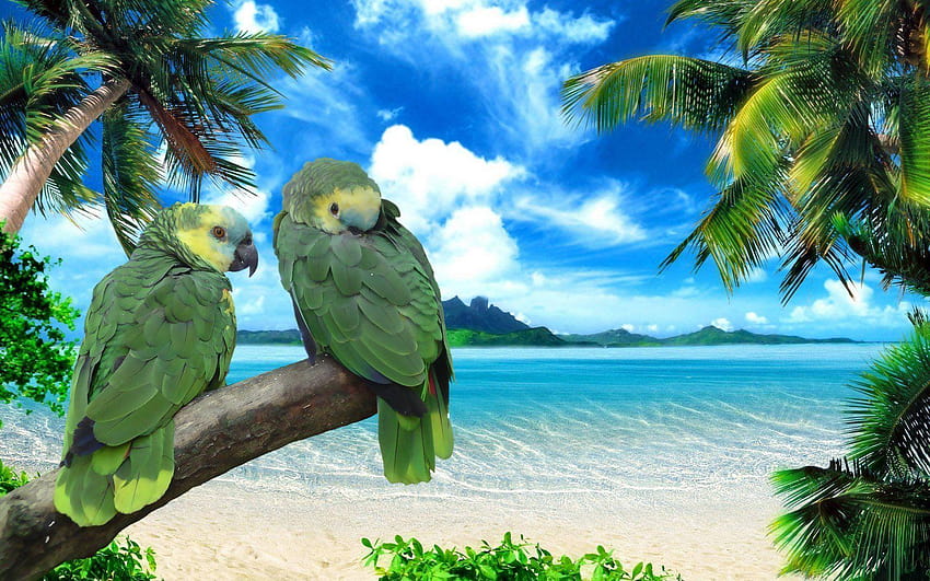 Exotic Birds , Awesome Exotic Birds and HD wallpaper | Pxfuel