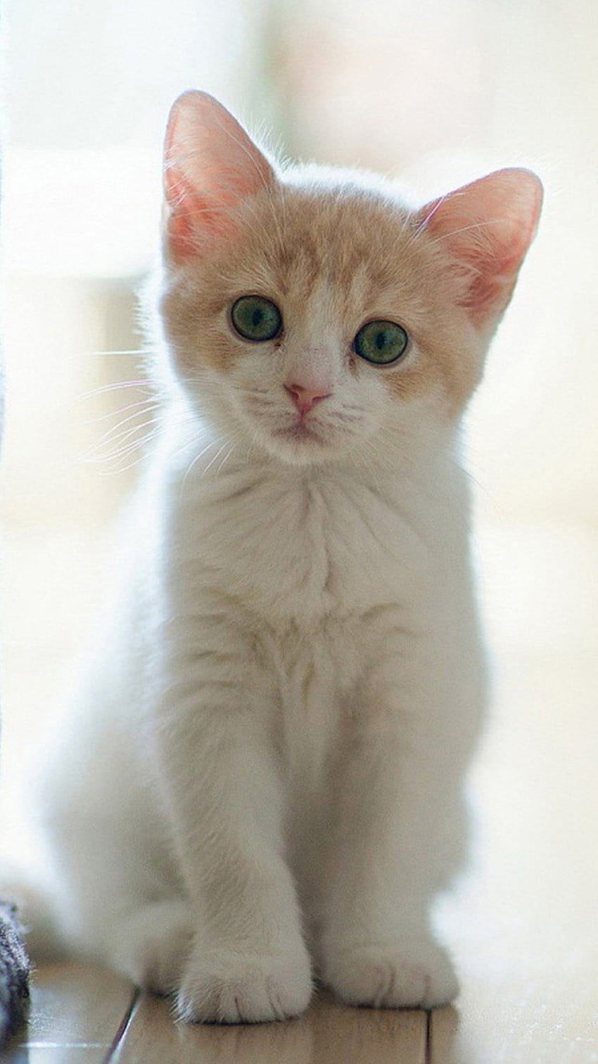 Cute Cats per Galaxy S7, gatti della galassia Sfondo del telefono HD
