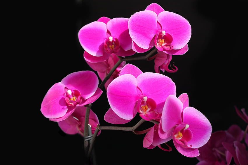 Orchid Ultra and Backgrounds, orchid flower HD wallpaper
