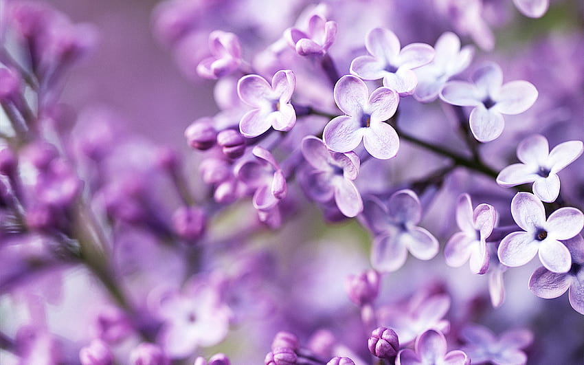 Spring Purple Flowers Flower [1920x1200] per il tuo, cellulare e tablet, graziosi fiori primaverili Sfondo HD