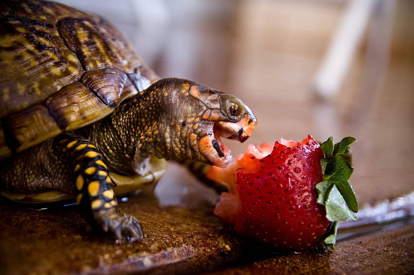 Mein Lebensziel: eines Tages diese glückliche Schildkröte zu sein, die Erdbeeren frisst HD-Hintergrundbild