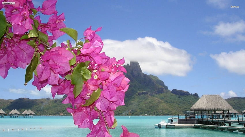 Fleurs violettes sur une plage tropicale, fleurs de plage Fond d'écran HD